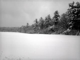 The tree line off Salmon Falls Road during Nor'easter